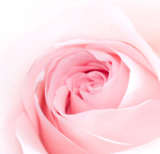 浪漫粉红色玫瑰