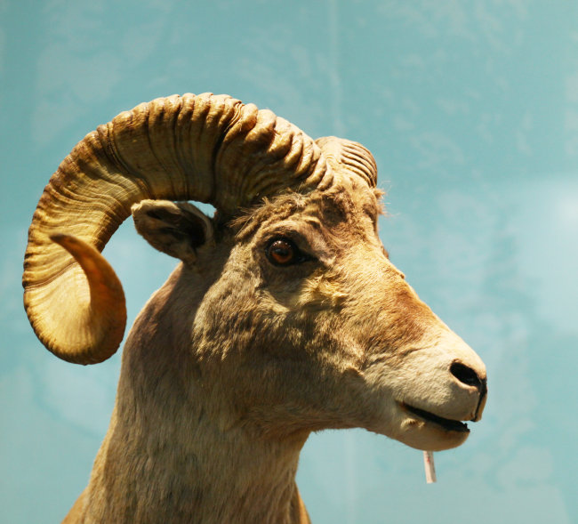 【百科】国家动物博物馆|国家动迁补偿标准|国