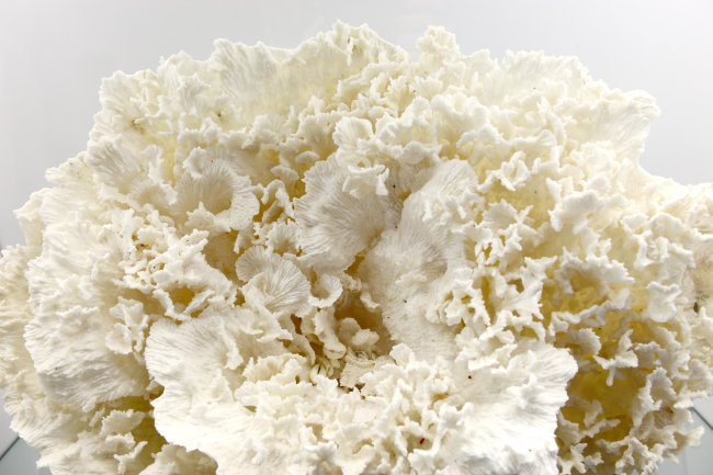 上海博物馆东馆地址||北京恐龙博物馆地址||国家