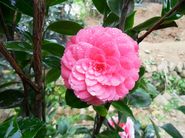 【金边十八学士】牌子好不好 金边十八学士哪