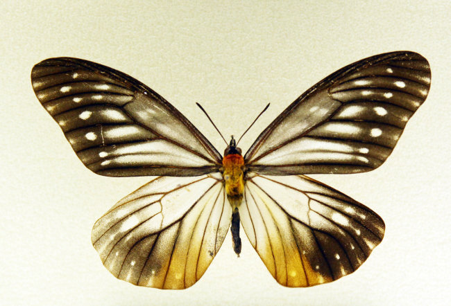 蝴蝶标本图片_WWW.66152.COM