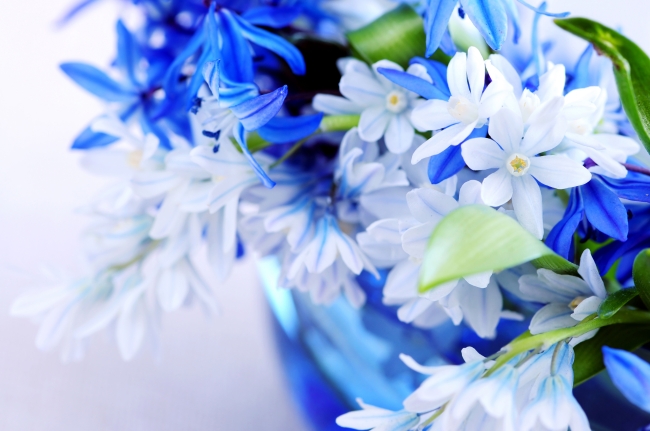 蓝色花朵-其他-其它图片|简历|档案|地震