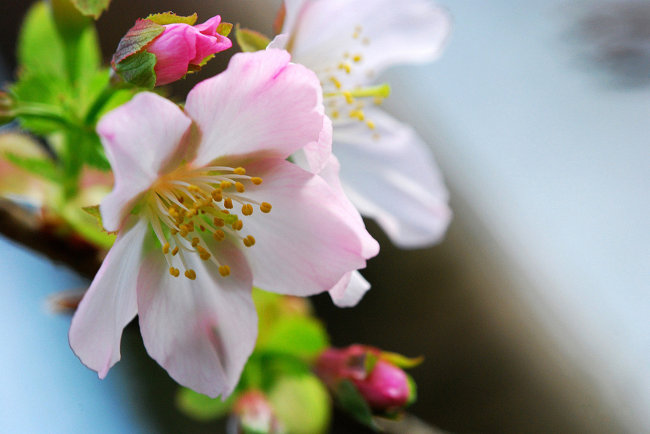 高清桃花素材