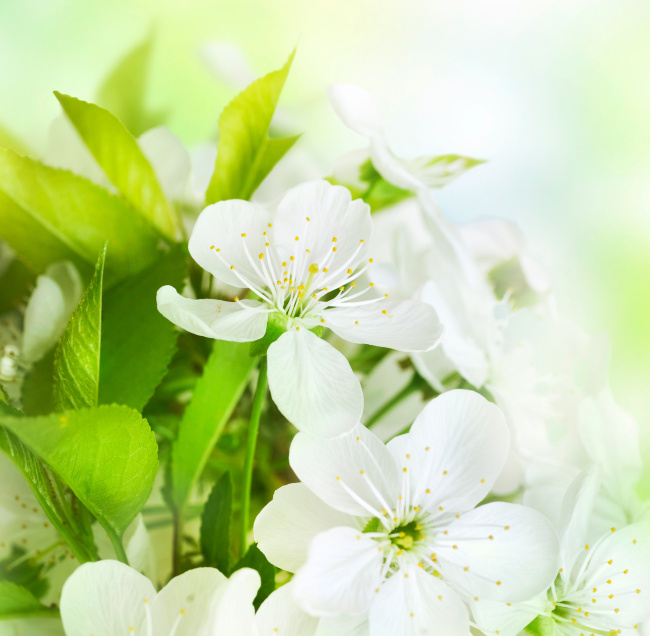 茉莉花八孔竖笛谱子展示