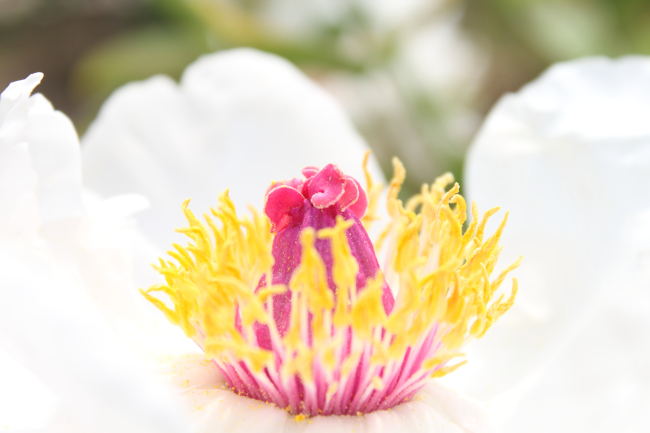 好看的<em>花芯</em>被_冲击<em>少女花芯</em>_女人花心的表现