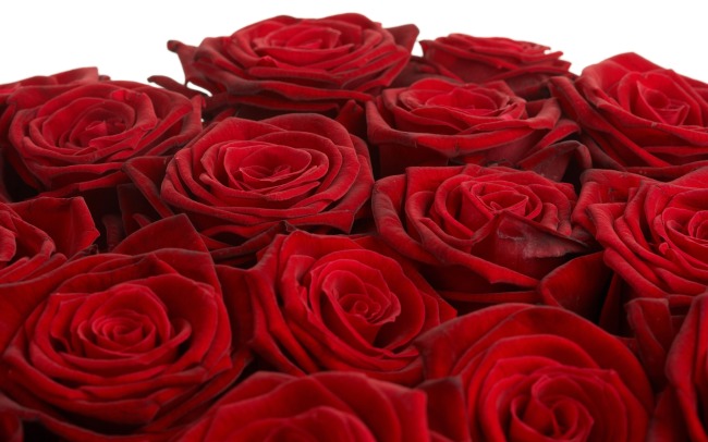 高清红色玫瑰花图片