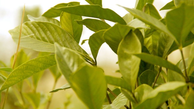 景观植物-实拍视频素材-视频素材|片头片尾图片