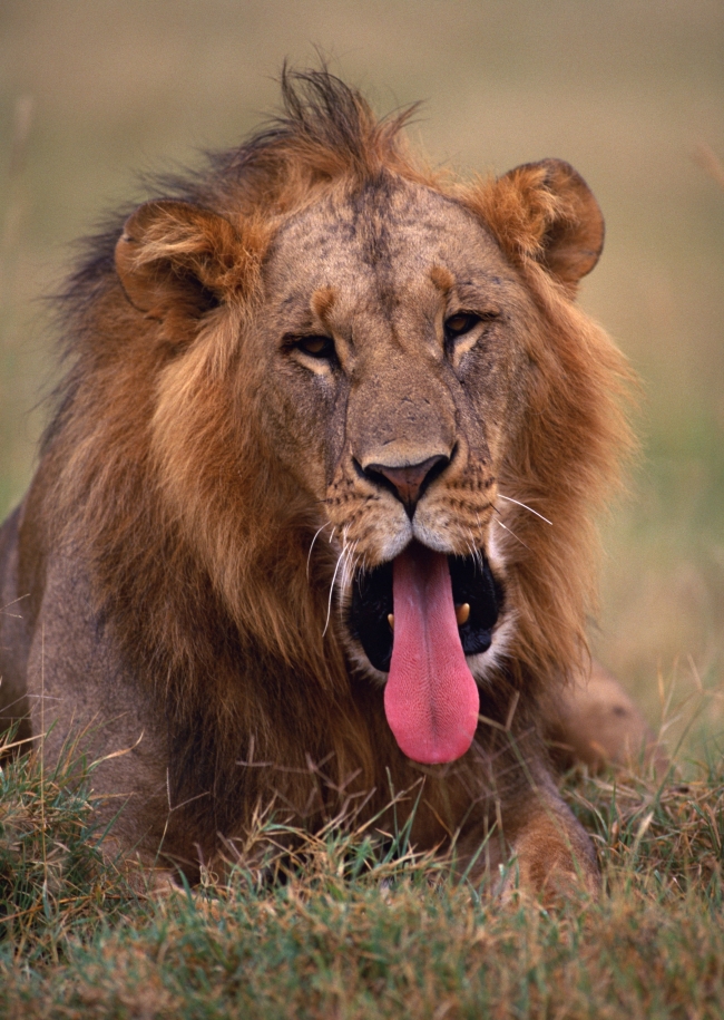 动物世界狮子 高清