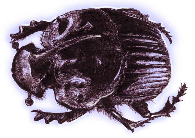 【jpg】钢笔素描插画素材下载之屎壳螂甲虫
