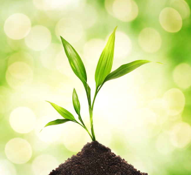 【jpg】植物成长